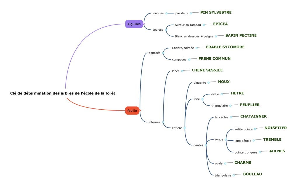 Clé de détermination des arbres de l&rsquo;école de la&nbsp;forêt