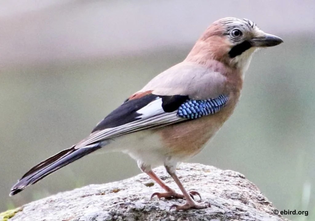 Le geai des&nbsp;chênes