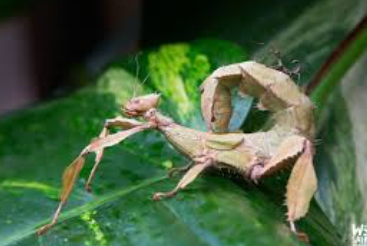Elevage de phasmes&nbsp;scorpions